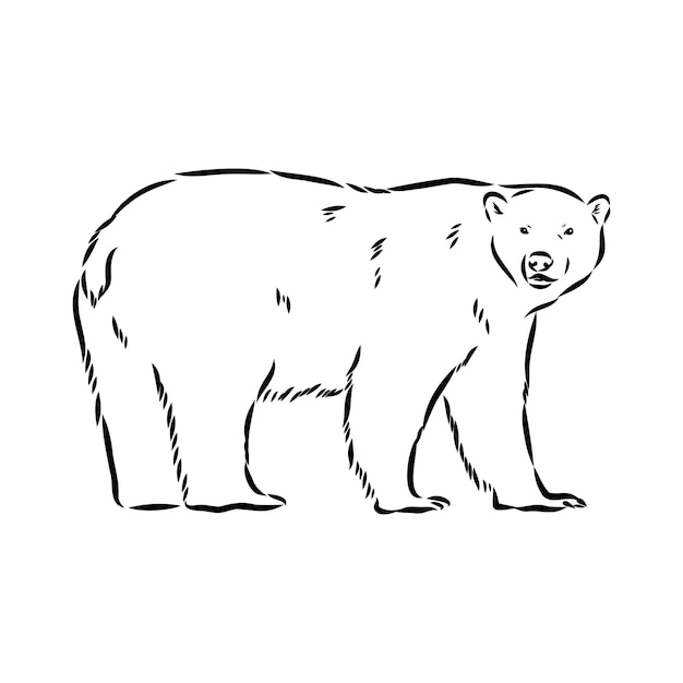 Vector polar bear illustration drawing engraving ink line art vector