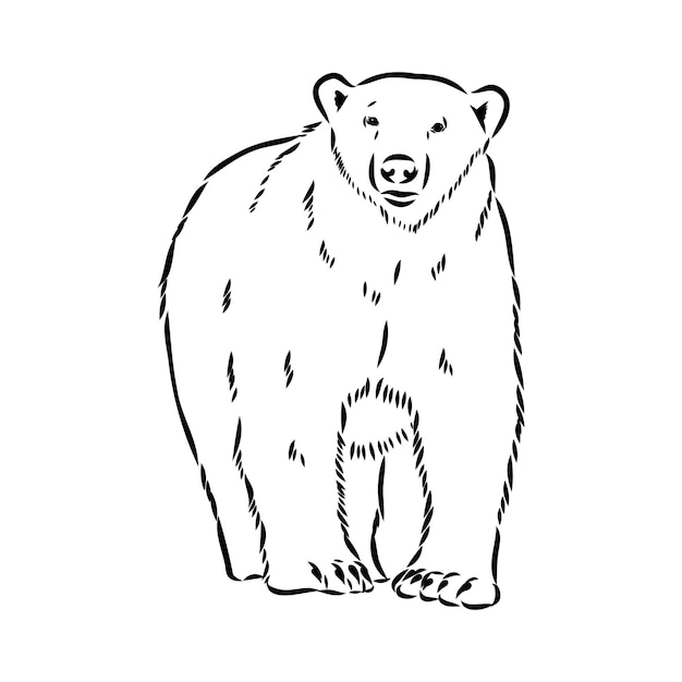 Иллюстрация белого медведя рисунок гравировки вектор искусства линии чернил