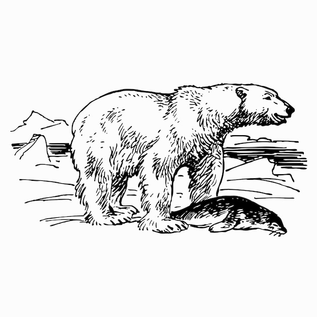 Vettore orso bianco