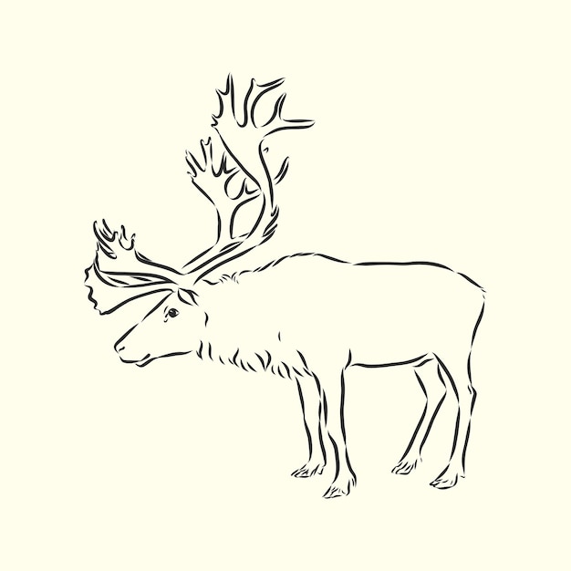 Polar deer  polar deer vector sketch illustration