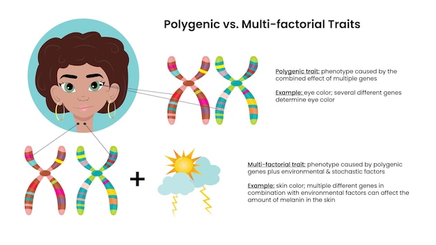 Vettore diapositiva di presentazione vettoriale dei tratti genetici poligenici vs multifattoriali