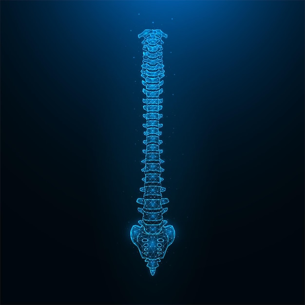 Polygonal vector illustration of a healthy human spine. Spine anatomy.