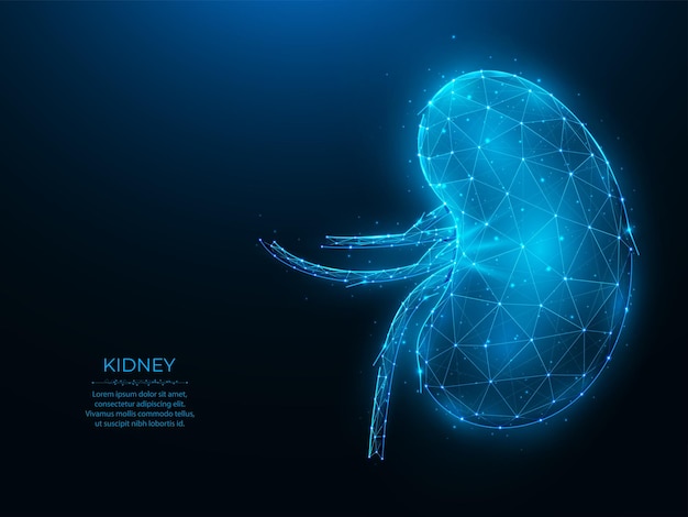 紺色の背景に人間の腎臓の多角形のベクトル図