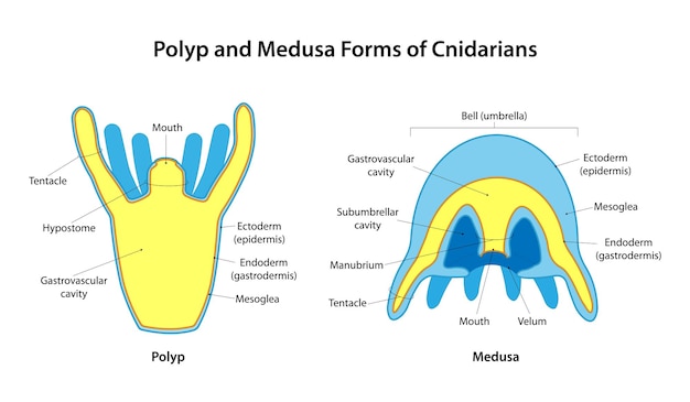 Cnidarians의 폴립과 메두사 형태