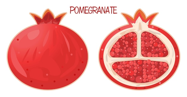 Vector pomegranade