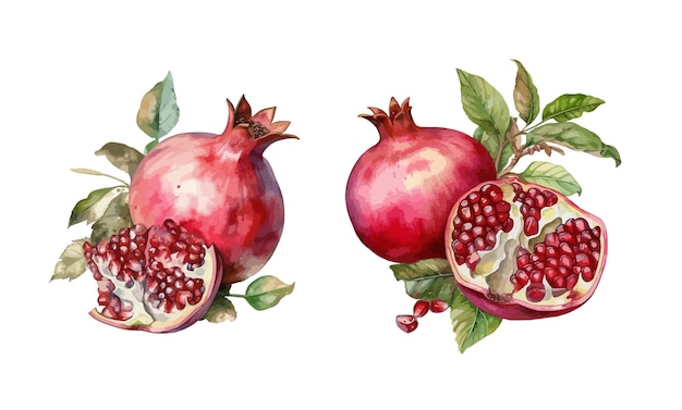 Vector pomegranate clipart isolated vector illustration