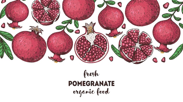 Pomegranate fruit hand drawn design vector illustration design package brochure illustration pomegranate border illustration design elements for packaging design and other