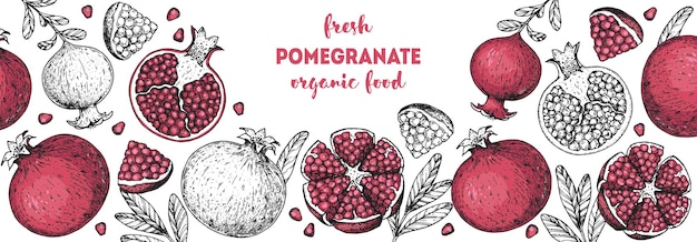 Pomegranate fruit hand drawn design Vector illustration Design package brochure illustration Pomegranate frame illustration Design elements for packaging design and other