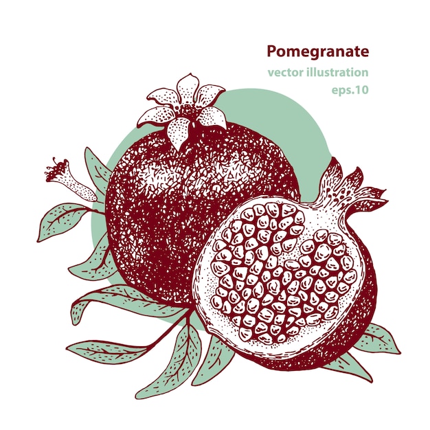 Pomegranate fruit vector illustration.