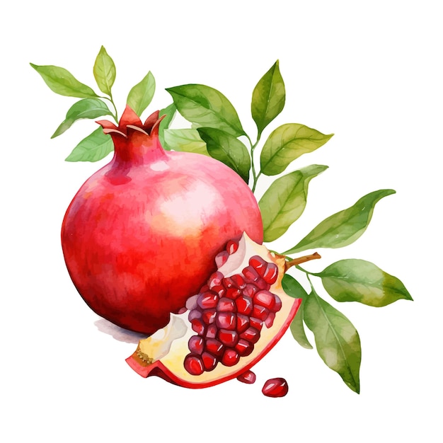 Pomegranate fruits watercolor clipart