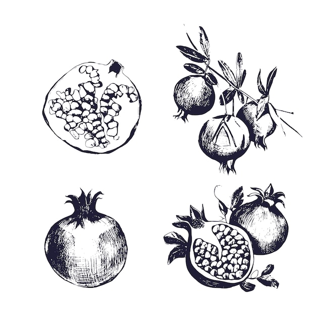 Vector pomegranate hand drawn set. collection  isolated fruit whole, cutaway, on a branch.   sketch vintage style illustration.