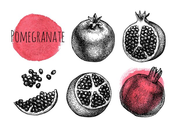 Vector pomegranate ink sketch set