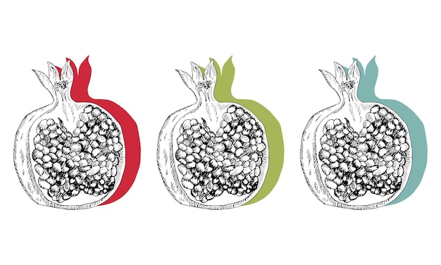 Pomegranate set vector illustration.