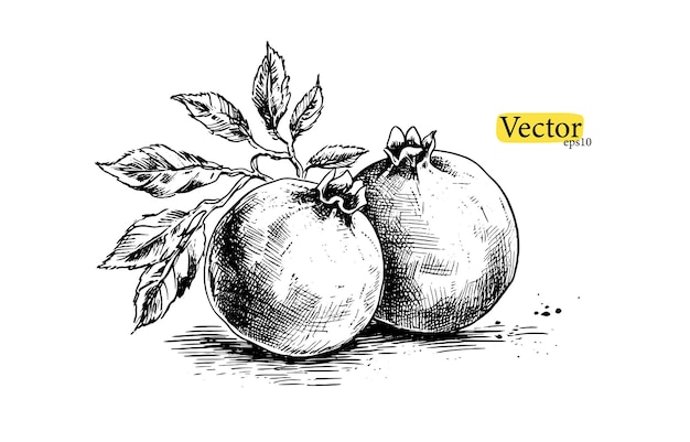 Pomegranate vector vintage sketch Hand drawn tropical fruit black and white illustration