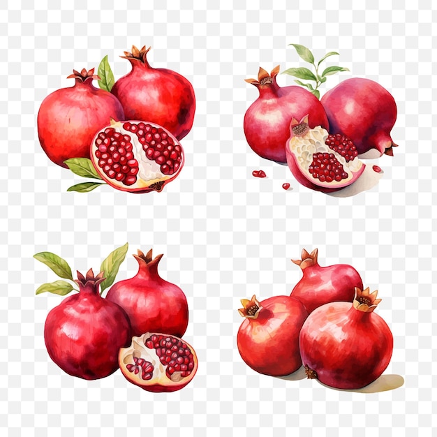 Pomegranate watercolor vector element set transparent isolated generative ai