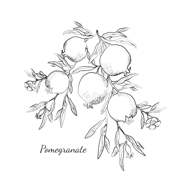 Vector pomegranate