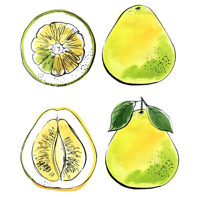 Pomelo black line drawn on a white background Color vector drawing of fruits Citrus