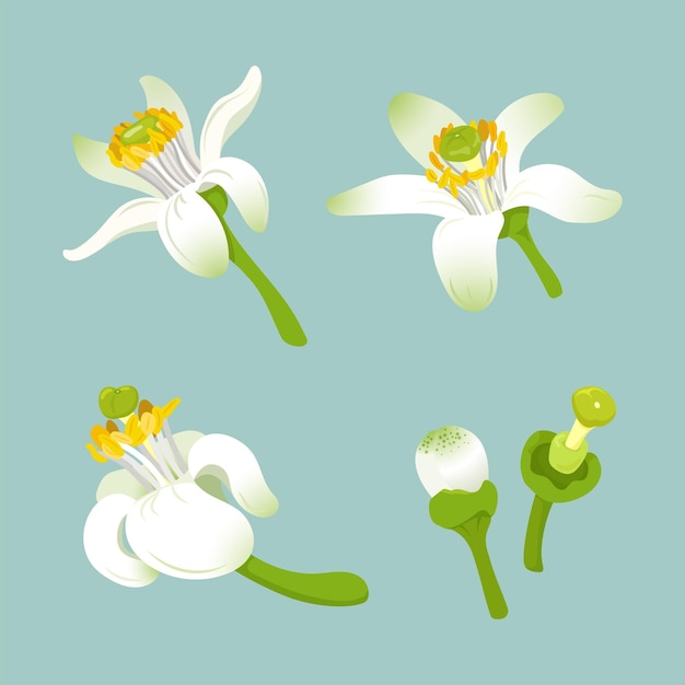 Pomelo flowers vector set