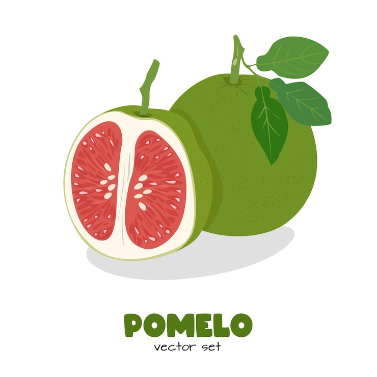 Vector pomelo vector grapefruit shaddock fruit with green rind flat vector in cartoon style isolated