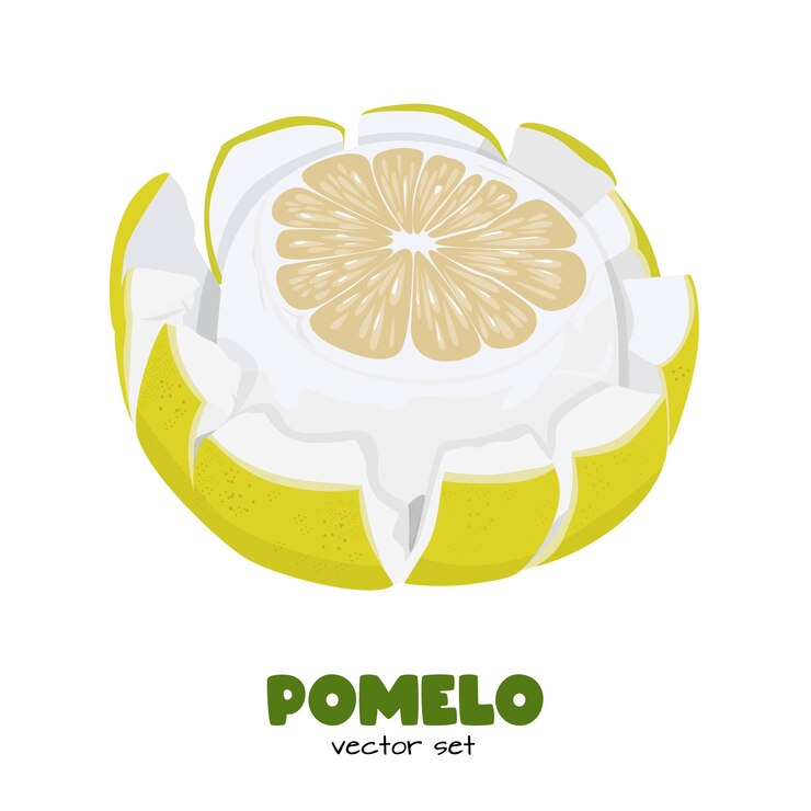Вектор Pomelo Грейпфрута Shaddock с желтой кожурой Плоский вектор в стиле мультфильма изолирован