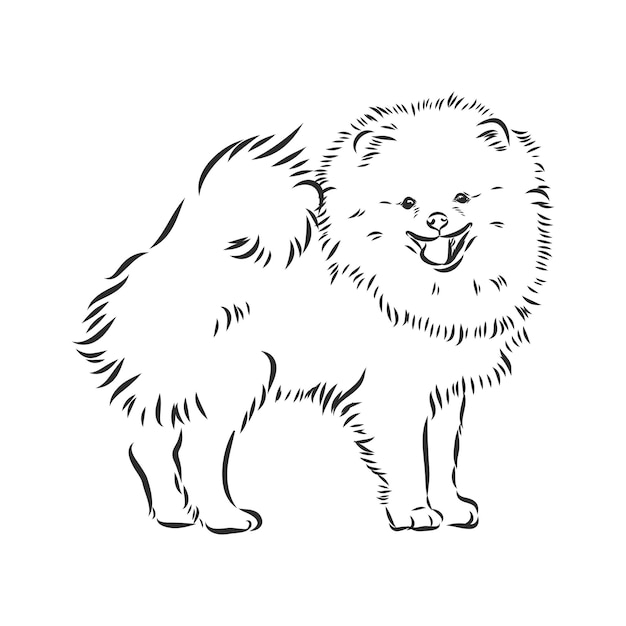 Vettore schizzo di vettore del cane di pomerania schizzo disegnato a mano del cane di pomerania