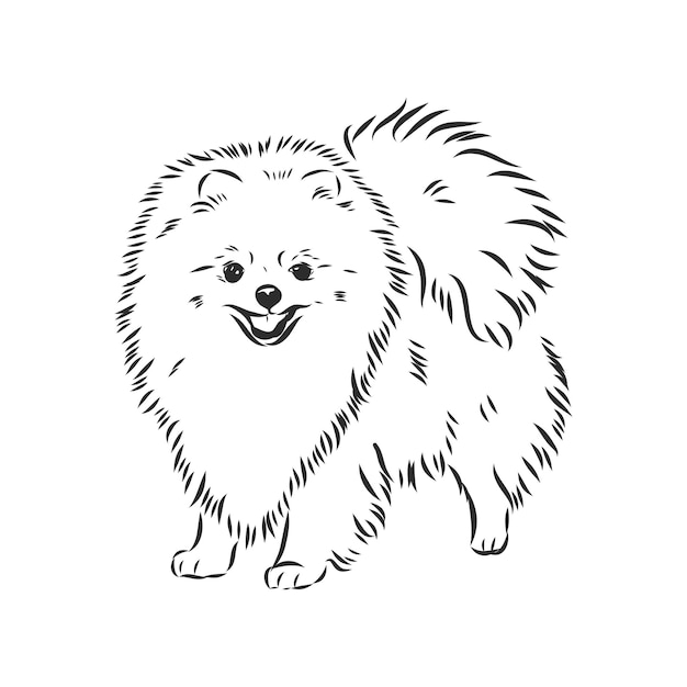 Vector pomeranian dog vector sketch pomeranian dog hand drawn sketch