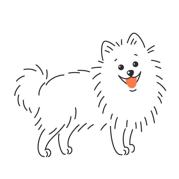 Pomeranian German spitz dog