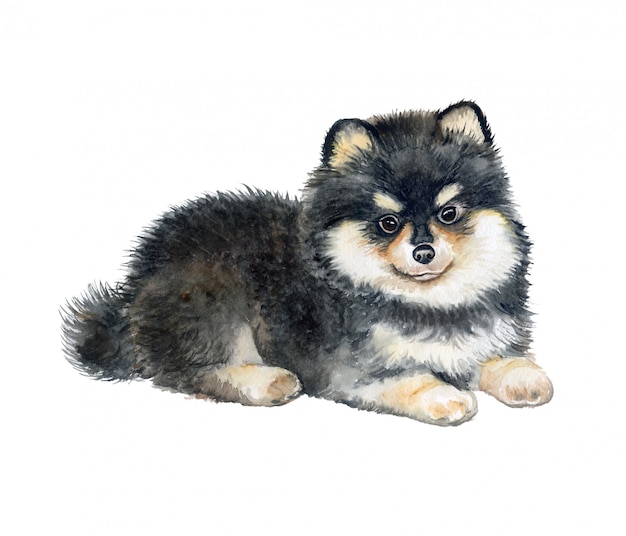 Pomeranian puppy Pedigree dog. Watercolor.