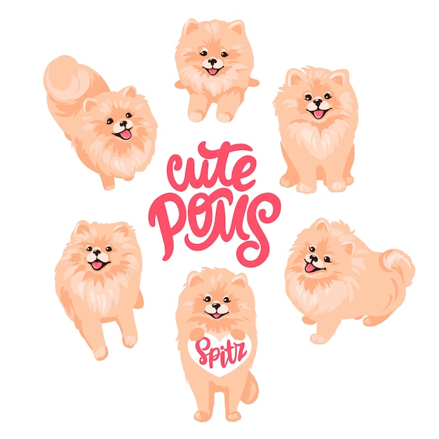 Vector pomeranian spitz puppy isolated