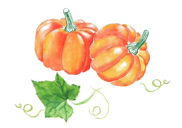 Pompoen oranje groenten pompoenen met bladeren Halloween vegetarisch voedsel aquarel