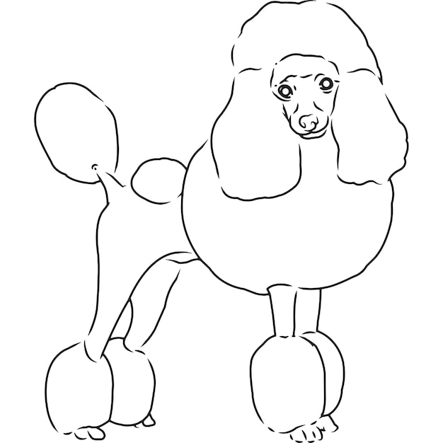 Vector poodle dog hand sketched vector drawing