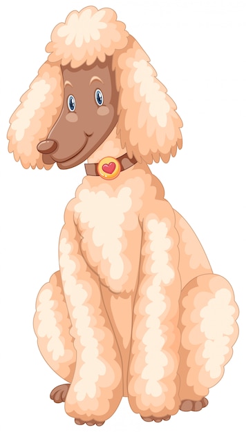 Poodle dog with white fur