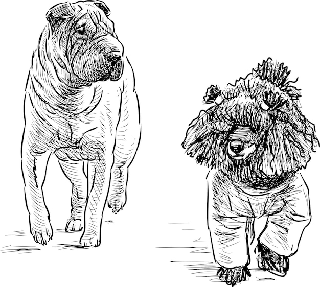 Vector poodle and shar pei