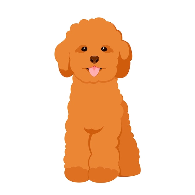 Vector poodle on a white background. dog. cartoon design.