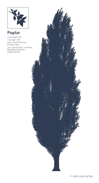벡터 포플러 실루엣 흰색 포플러 나무 매우 높은 세부 정보 infographic 벡터 그림