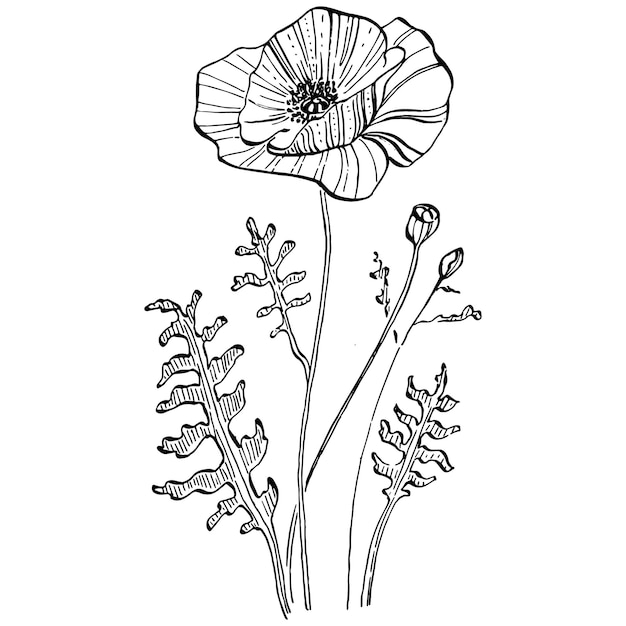 Papaveri fiore botanico floreale elemento di illustrazione isolato vettore di disegno a mano di fiori selvaggi per la struttura o il bordo del motivo del wrapper della trama di sfondo