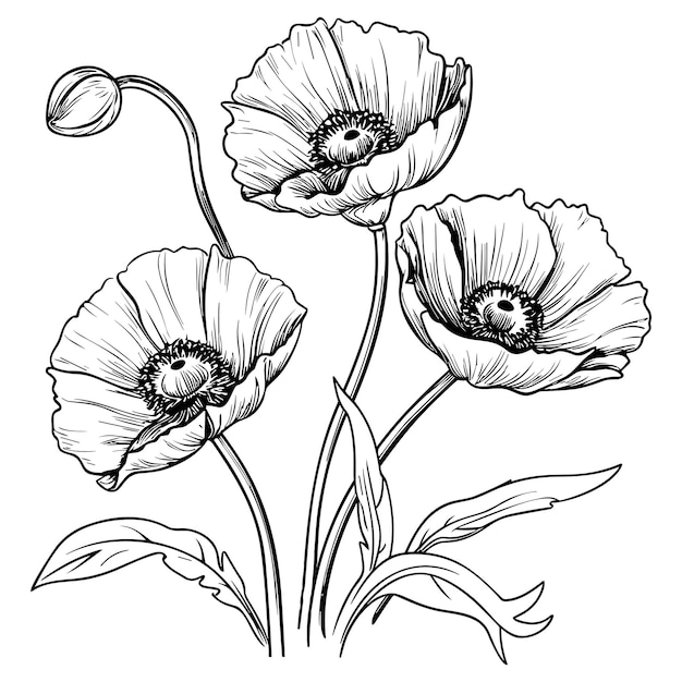 Vector poppies line art vector illustration set isolated on white flower black ink sketch modern minimalist hand drawn design
