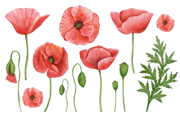 Poppy bloemen hand getekende aquarel botanische set Bloem clipart collectie Rode bloem illustratie