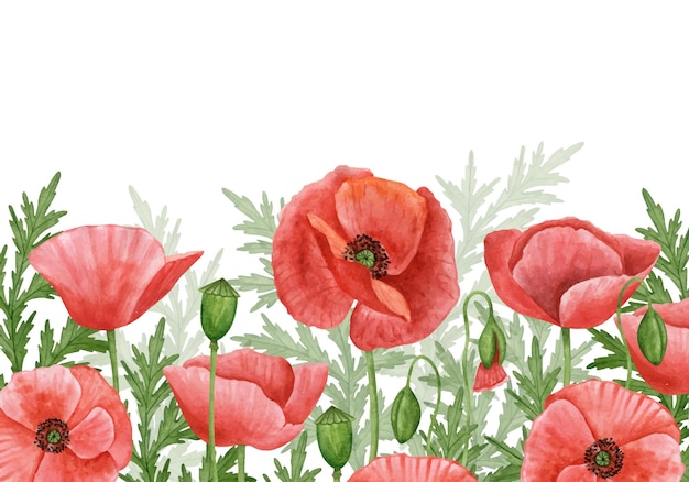 Poppy bloemen weide met gradiënt op witte achtergrond Briefkaart ontwerpsjabloon Aquarel botanische illustratie