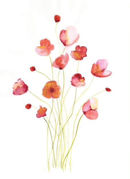 Vector poppy bloemen