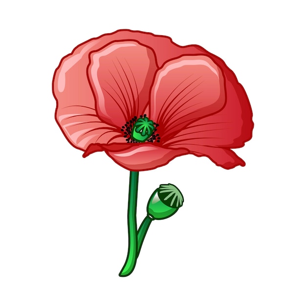 Vector poppy drug flower icon cartoon of poppy drug flower vector icon for web design isolated on white background