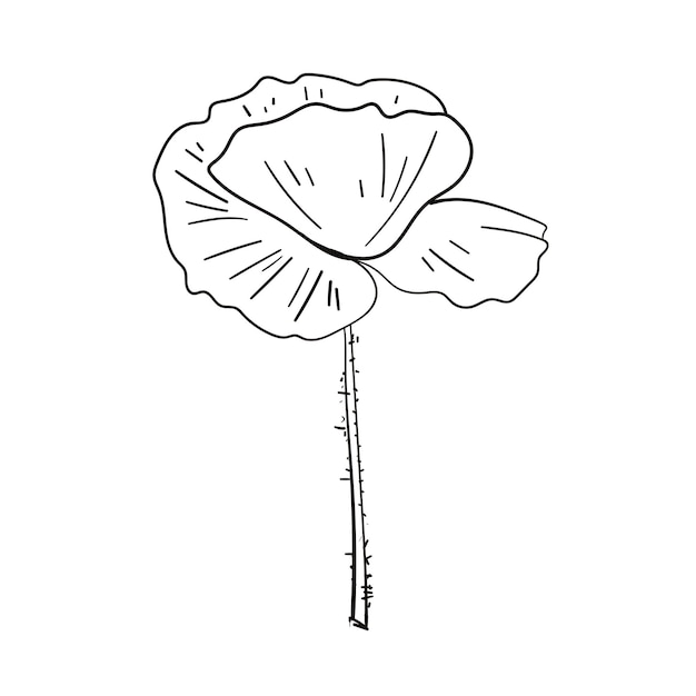 양귀비 꽃 컨투어 벡터 일러스트 스케치 색칠 페이지 요소