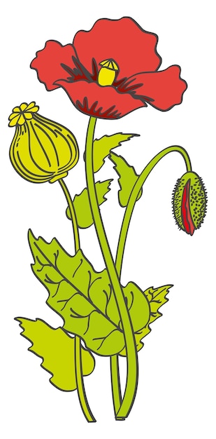 Disegno del fiore di papavero illustrazione botanica della pianta a colori