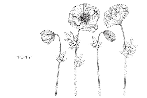 Vector poppy flower drawing illustration