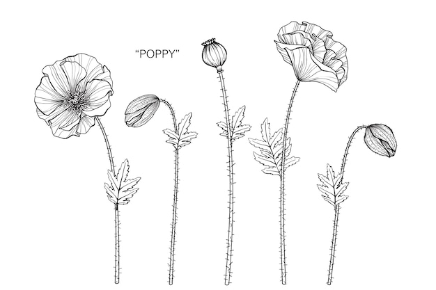 Poppy flower drawing illustration