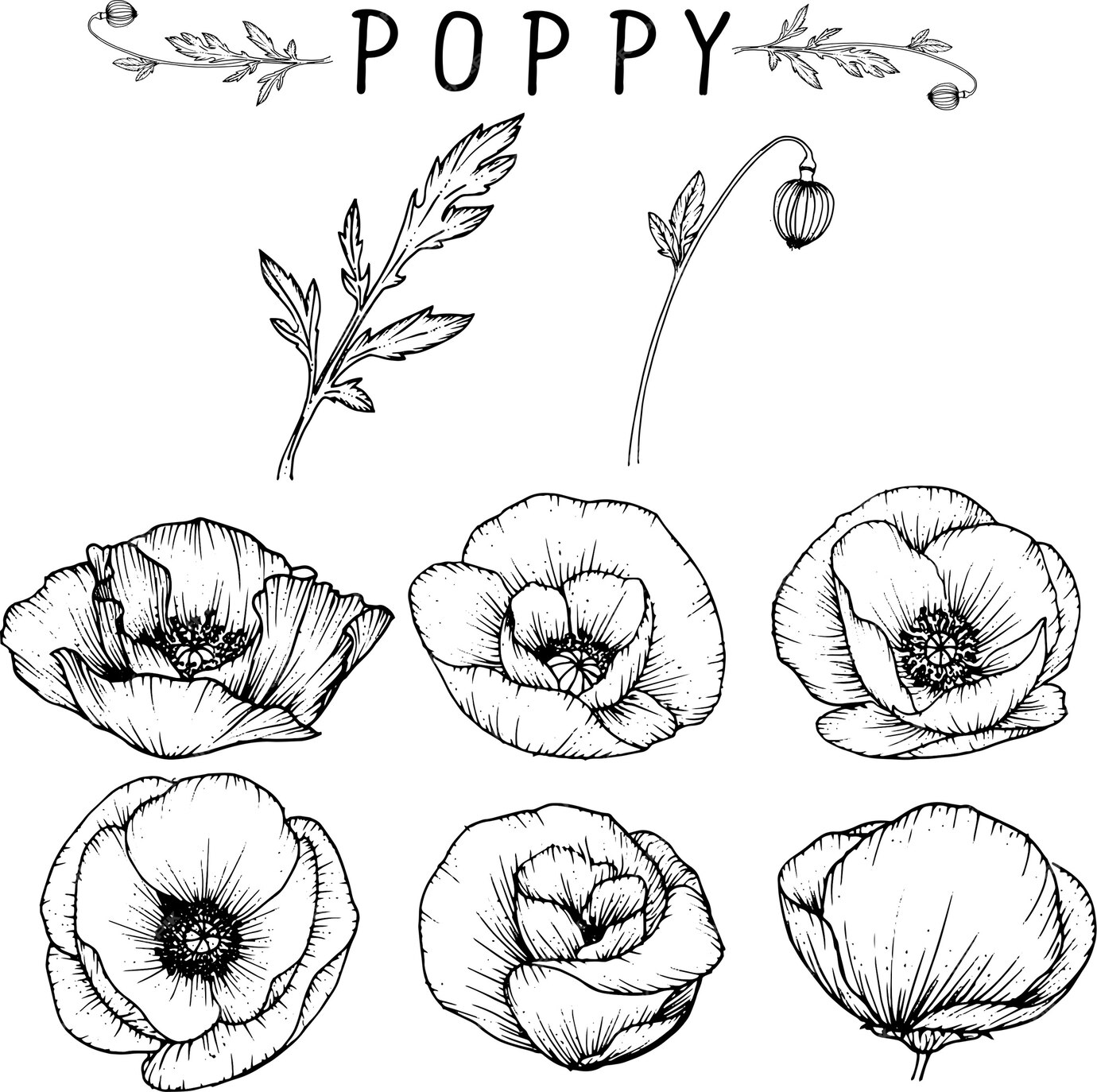 Premium Vector | Poppy flower drawings