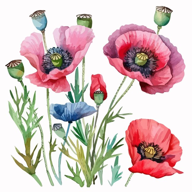 poppy flower illustration