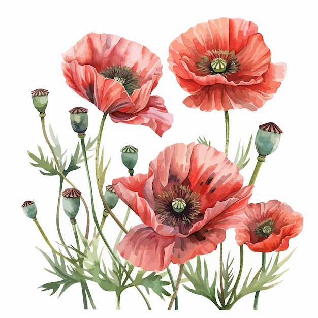 poppy flower illustration