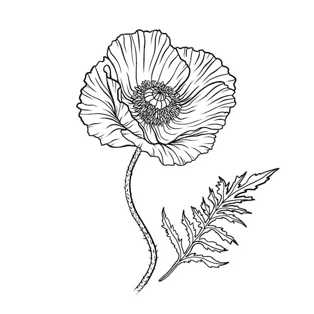 Fiore di papavero papaver stelo e foglia elementi per il design del giorno anzac illustrazione vettoriale disegnata a mano schizzo di inchiostro bianco e nero monocromatico line art isolato su sfondo bianco pagina da colorare