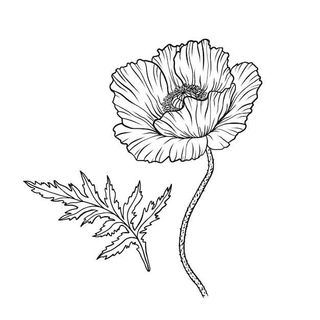 Vector poppy flower papaver stem and leaf elements for anzac day design hand drawn vector illustration monochrome black and white ink sketch line art isolated on white background coloring page